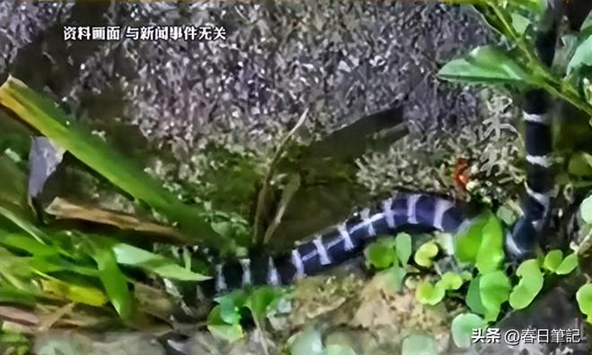 息曝光家属发声抢救后称没经验女游客被蛇咬身亡后续！身份信(图9)